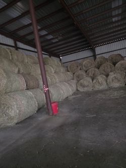 Second cutting.gras