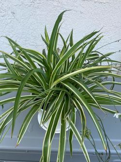 Variegated spider plant