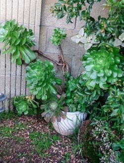 White Pot With A Succulent Plant Garden Decor 