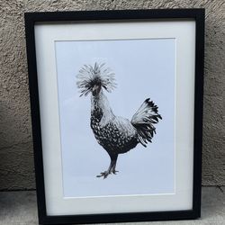 Silver Laced Polish Chicken Framed Print in Wood Frame