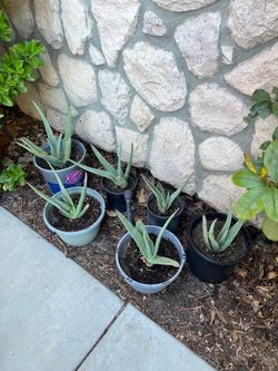 Aloe Vera plants $10 each