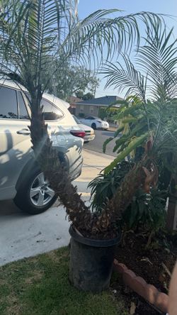Double split palm tree
