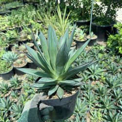 Agave Blue Glow