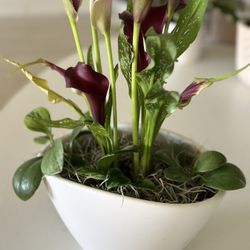 Purple Lily Gift Potted Plant