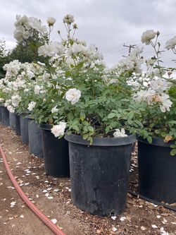 Plant sale