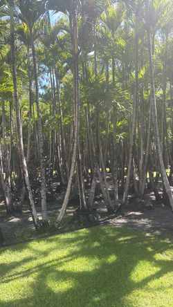 Chr palms up to 25 ft
