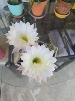Big pot, Easter Lily cactus flowerng now