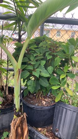 Plant