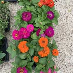 Zinnia Plant 