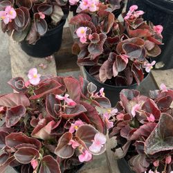 Colorful Begonia – 1 Gallon Pot – Just $5!