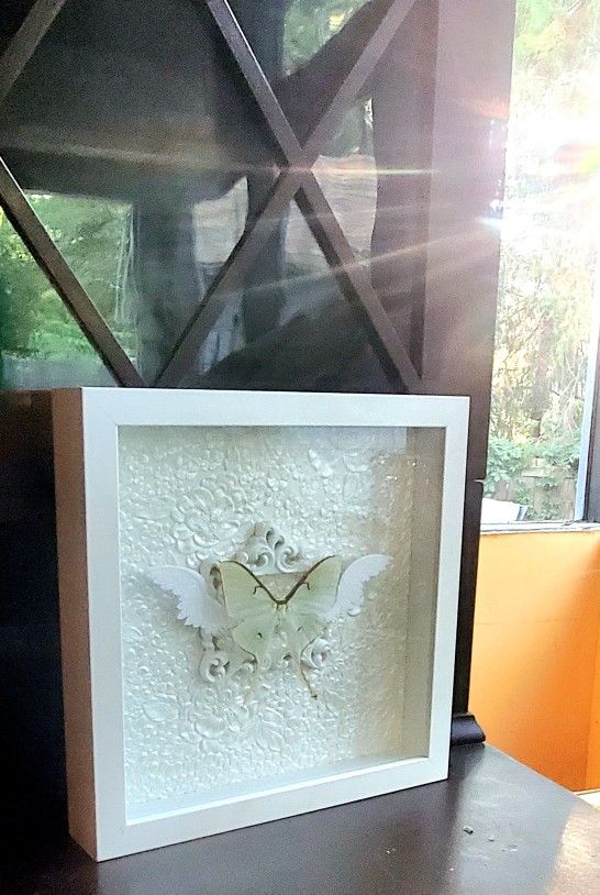 Beautiful Real Authentic Butterfly Luna Moth Green Framed Mounted