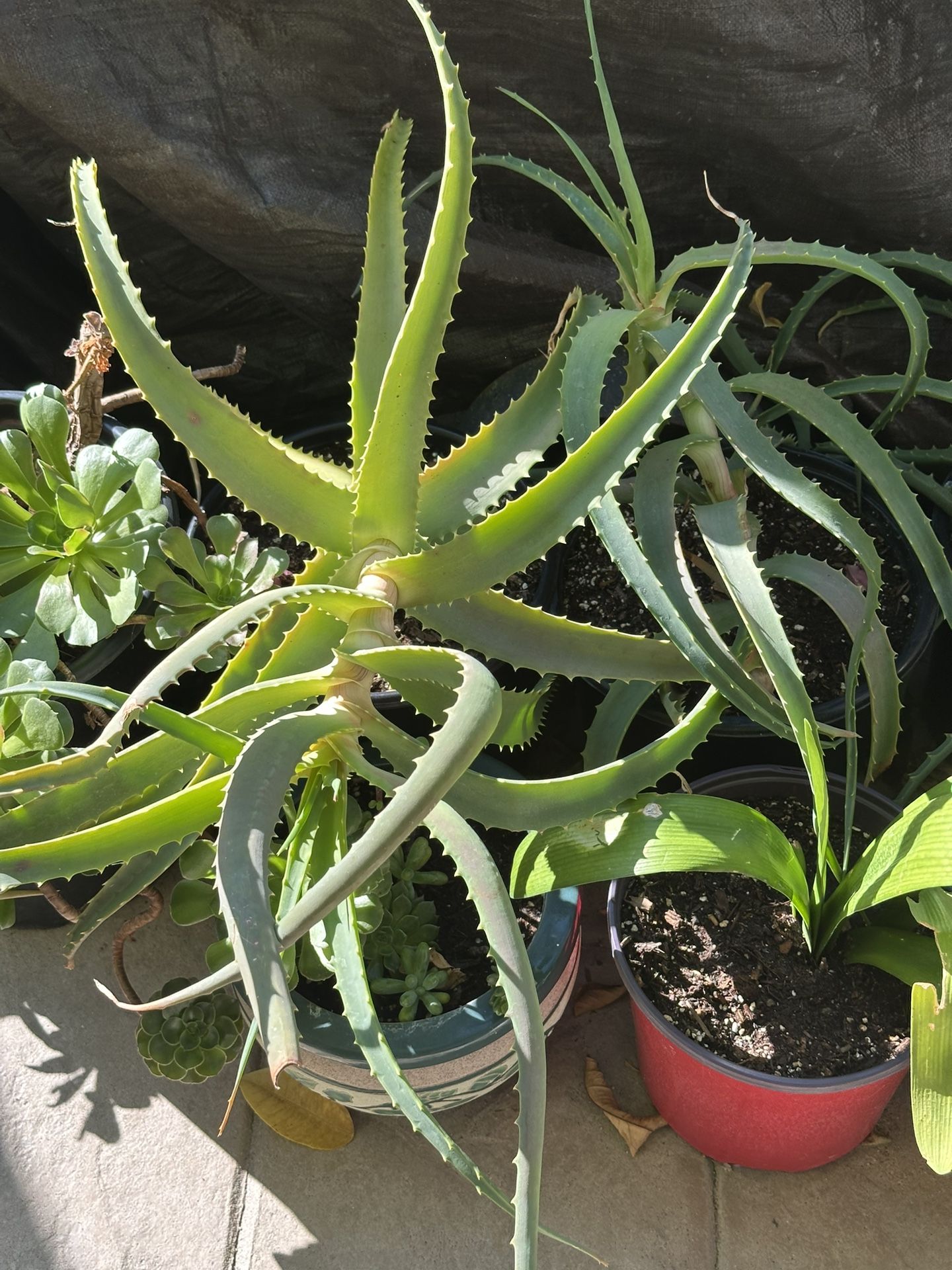 Aloe Vera Plants & Trees
