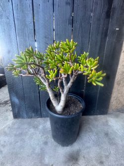Large Mature "Gollum" Jade Plant (Shrek Ears Succulent) – Thick Trunk Bonsai Style
