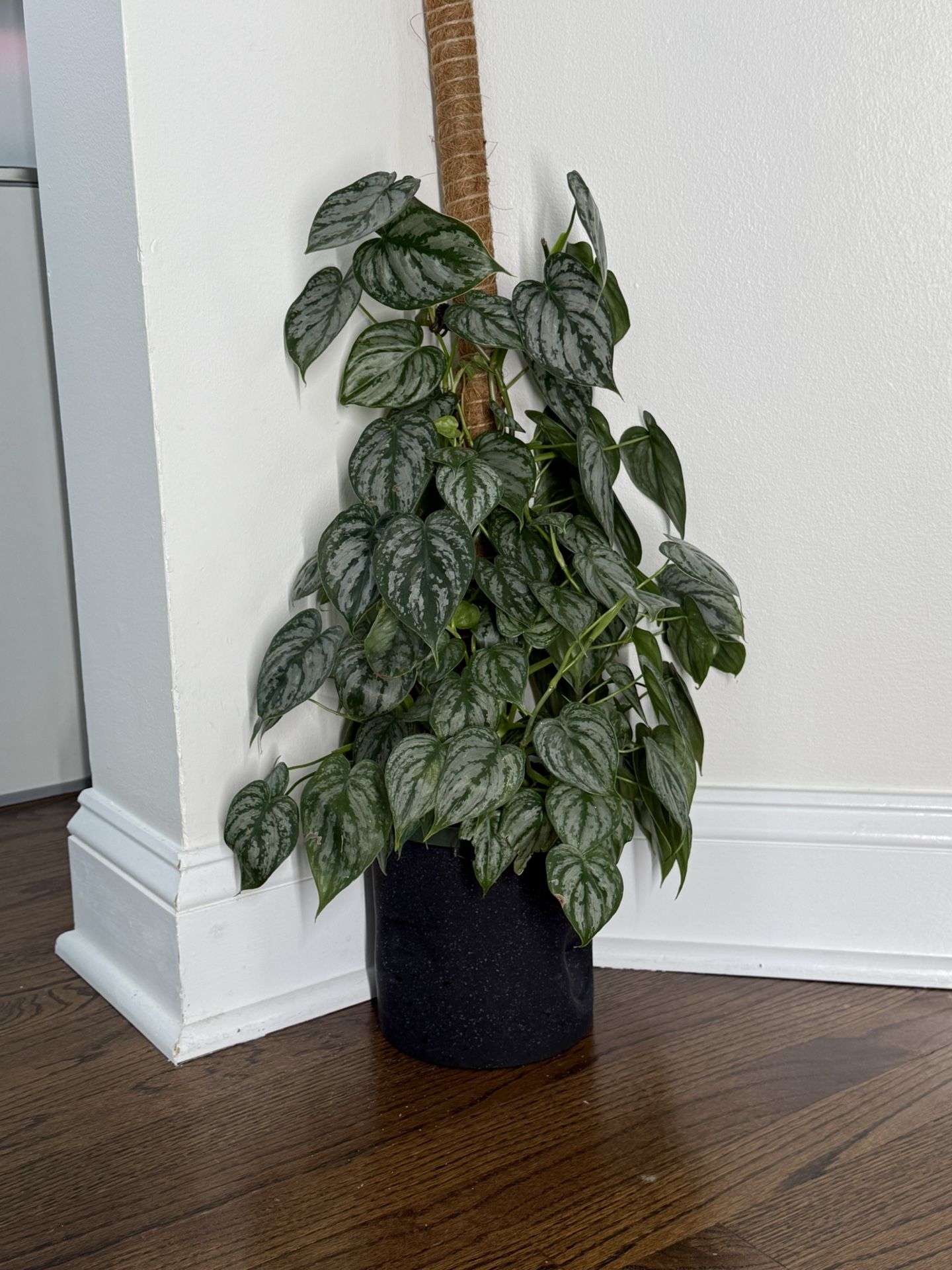 Philodendron Brandi Plant