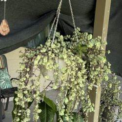 hanging plant 