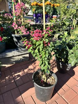 Bougainvillea 