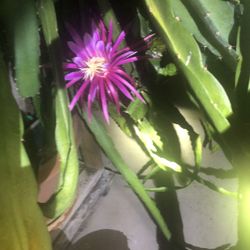 Dragon fruit plants -different sizes /varieties Palora Yellow,  Sugar Dragon, AX, Townsend Pink, Dark Star, Lisa, Physical Graffiti, 