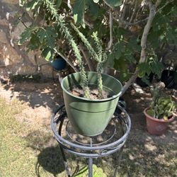 TreeCholia Cactus