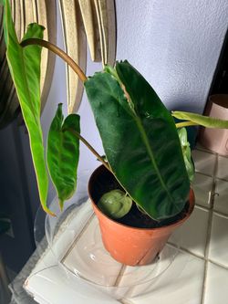 Philodendron Billietiae