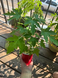 Multiple Papaya Seedling Plant in Cup