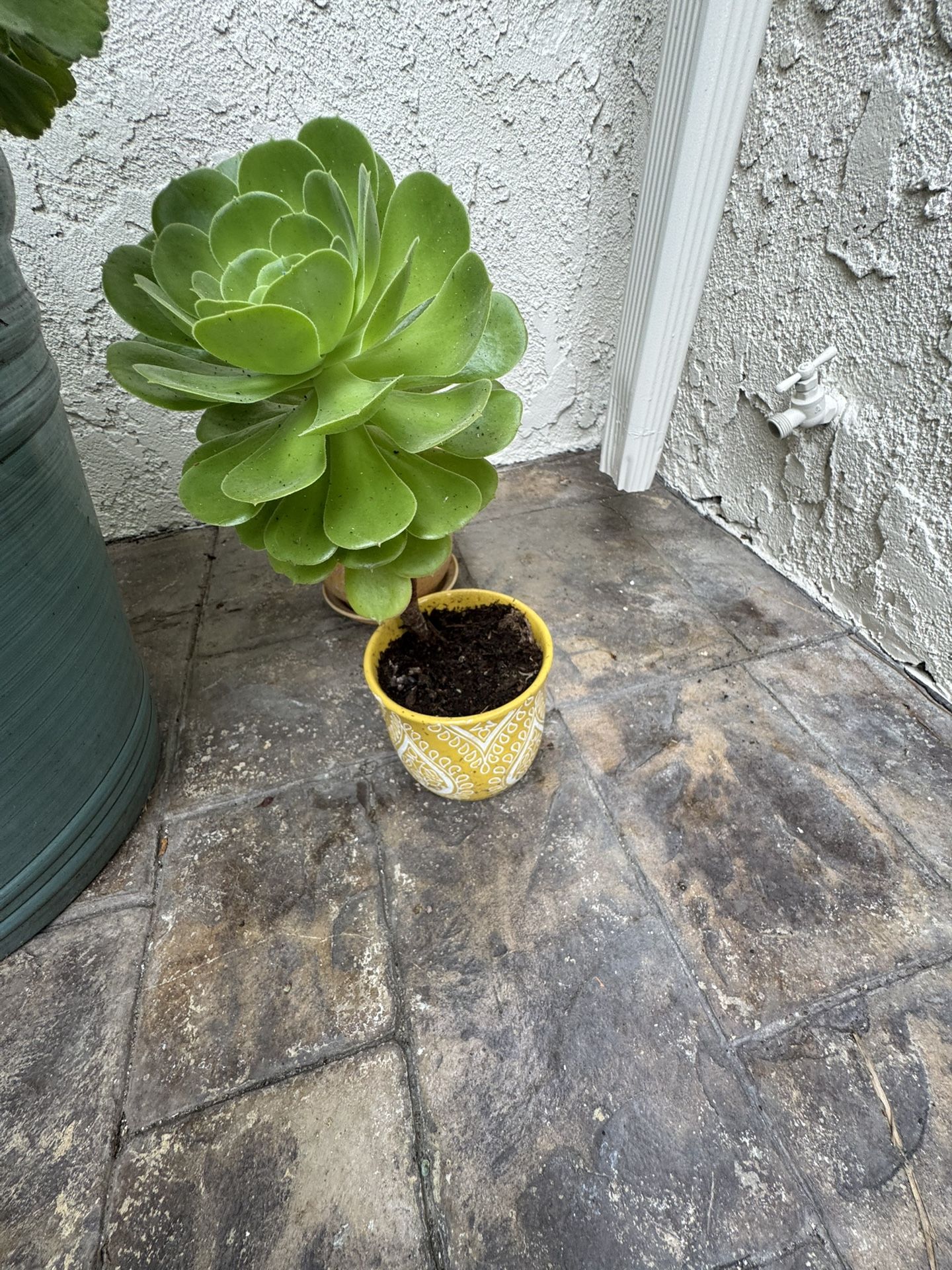 Aeonium Succulent