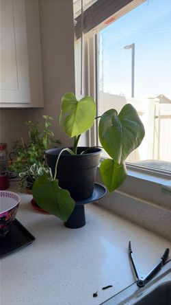 Monstera