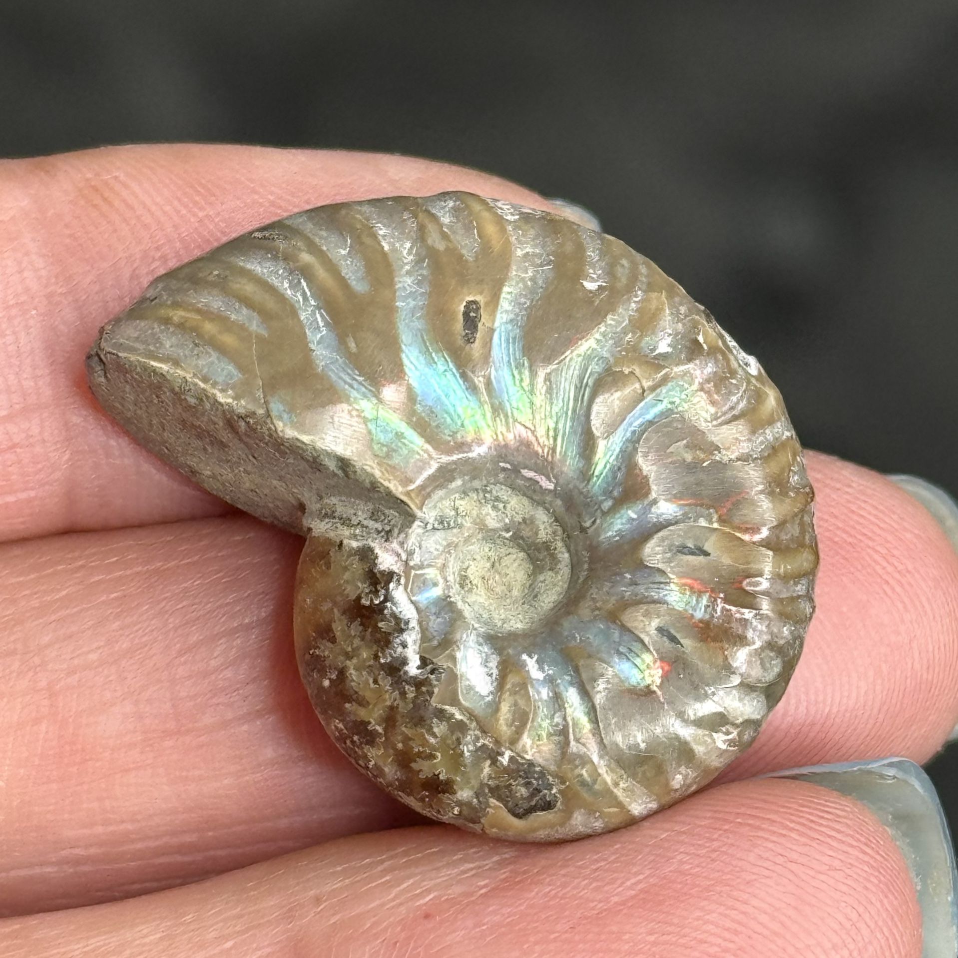 Natural Ammonite Necklace