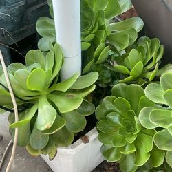 Beautiful Succulent Flower 