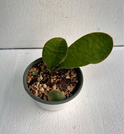 Whale Fin Sansevieria
