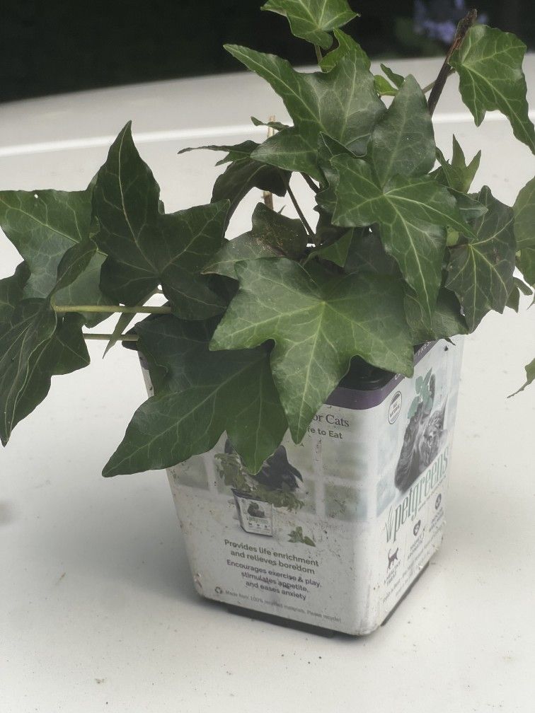English Ivy. Must pick up