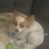 -Mrs.Julie The Papillon Dog-