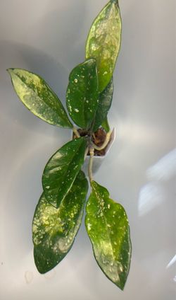 Hoya AH 074 aka Silver Moon reversed