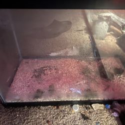 Fish tank or reptile tank