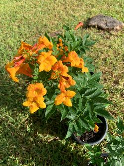 Papaya Esperanza