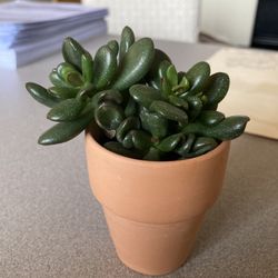 Small Succulent In Pot