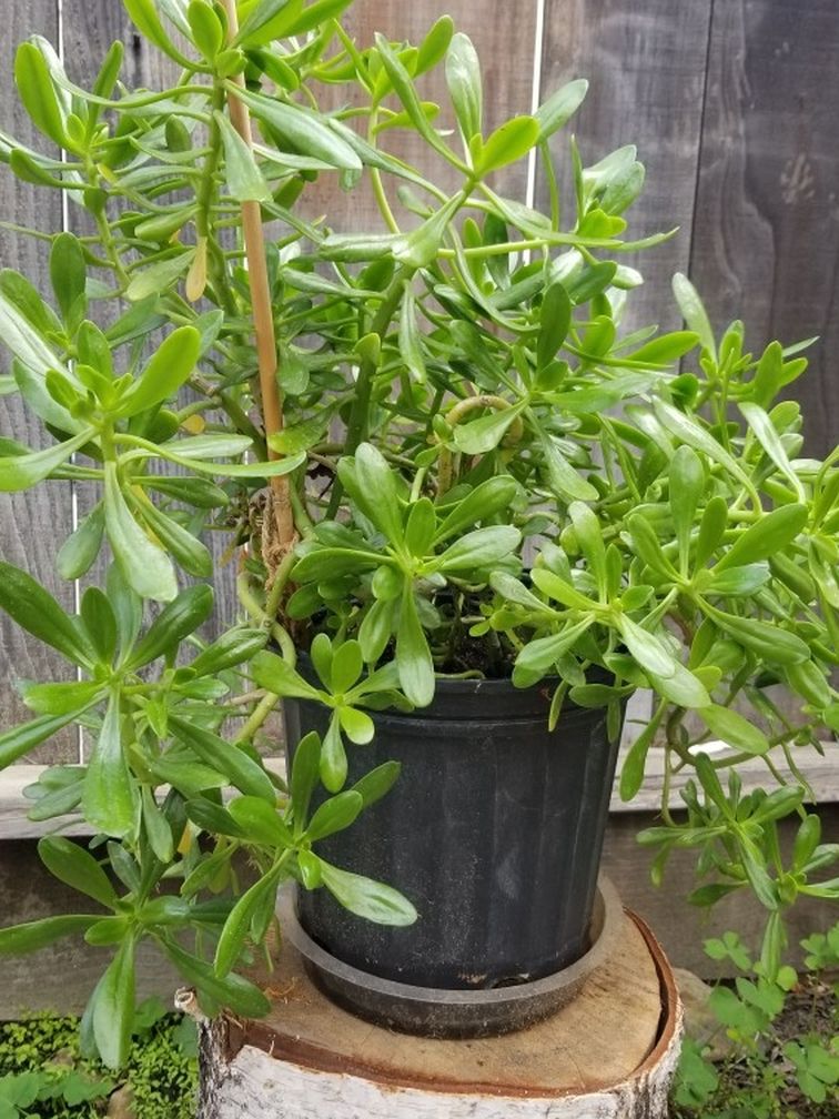 Climbing Jade Plant ×1.75 Gallon×