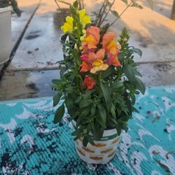 Snap dragon plants