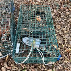 Lobster Traps 