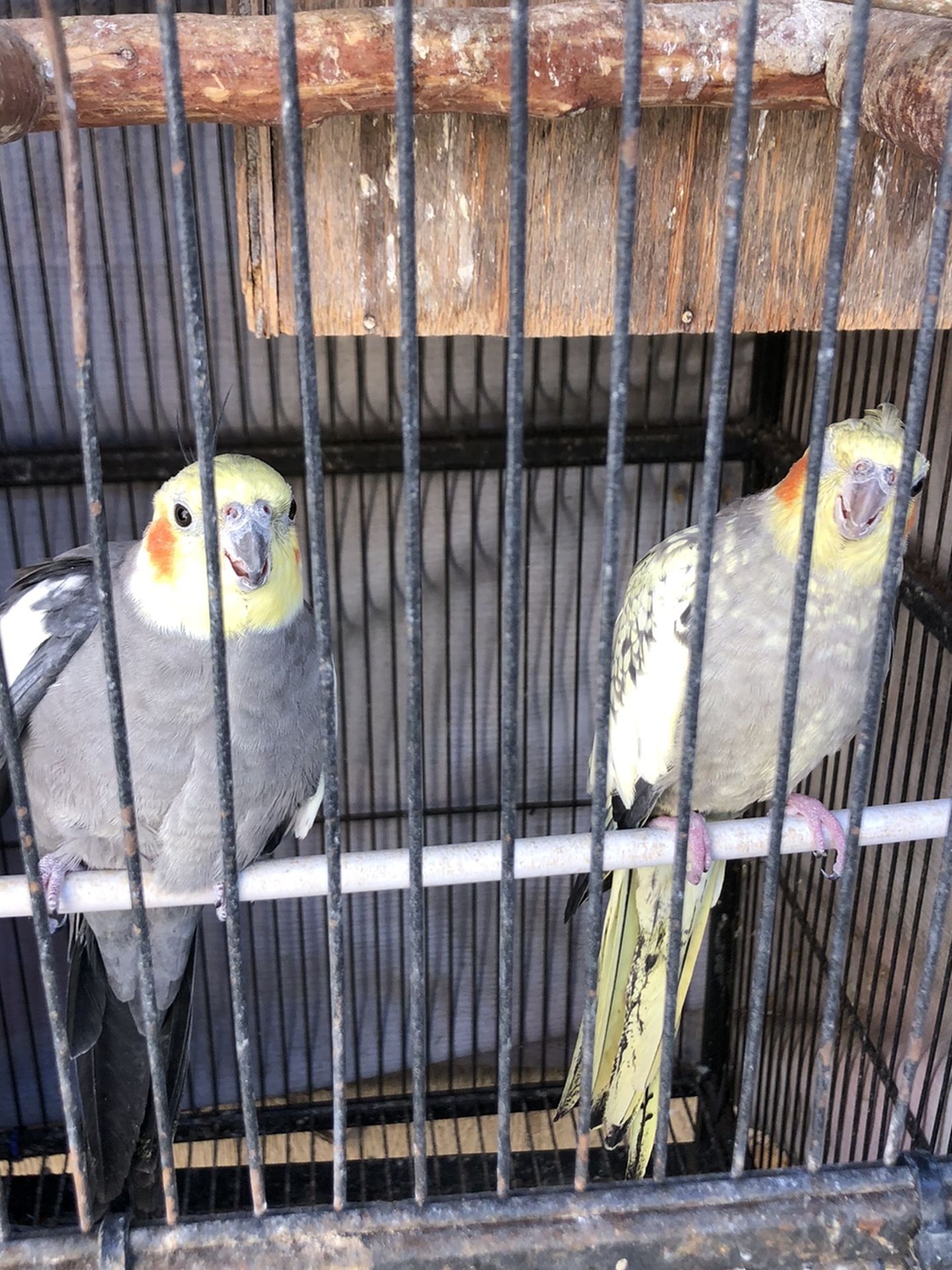 Pair Cockatiels Needs New House