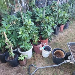 Plants  Corona 🪴  Pink  