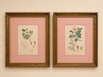 Set of 2 Framed Botanical Rose Prints – 16x13