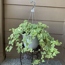 Live Indoor/outdoor Golden Child Ivy Hereda Helix Plant 