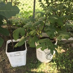 Fig Tree