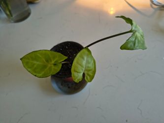 Starter Syngonium Arrowhead 3.5" Pot