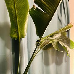 Bird of Paradise houseplant 5’ tall