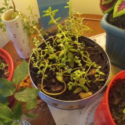 Succulents Mix