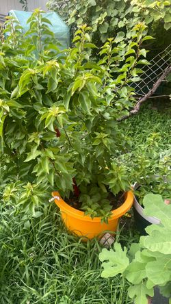 Bougainvillea ‘Barbara Karst’ Live Plant – Red, Evergreen, Full Sun