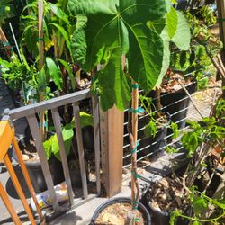 Turkish FIG TREE