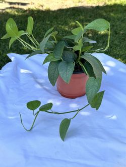 Cebu Blue Pothos- A