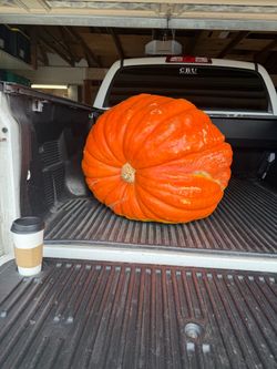 210lb Giant Pumpkin
